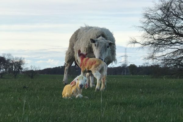 Two newborn lambs with ewe