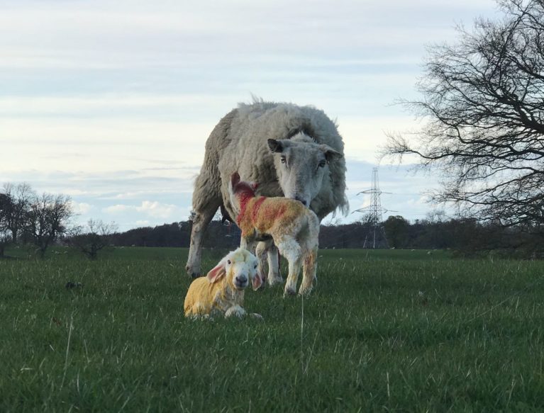 Two newborn lambs with ewe