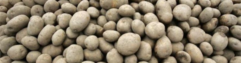 Potatoes Banner - Narrow