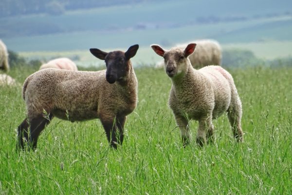 Lamb Performance