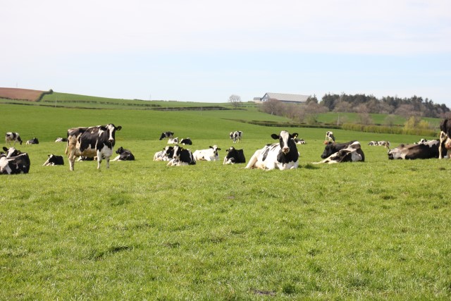 dairy cattle lying at grass