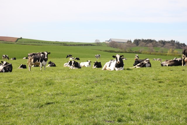 dairy cattle lying at grass dairy cattle lying at grass