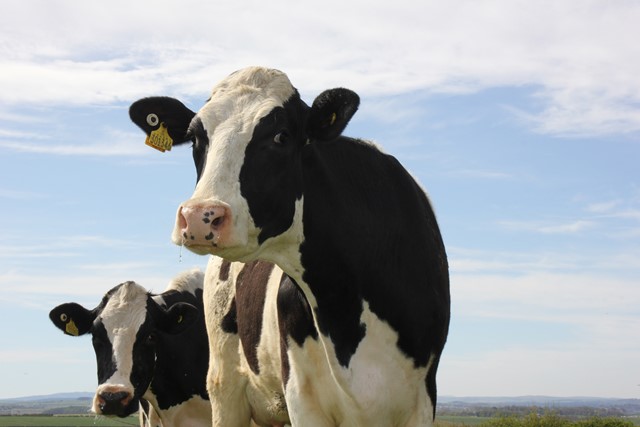 A Dairy Heifer