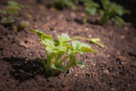 early emerged potato plant