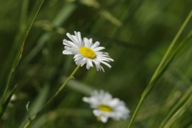 mayweed-833844_640