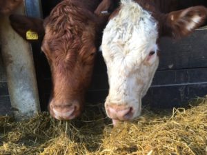 2 cows eating silage