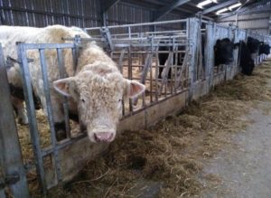 Charolais bull eating silage