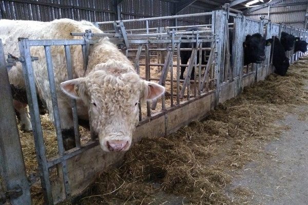 Charolais bull eating silage