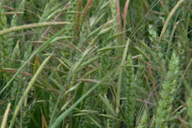 General pic weeds in cereals