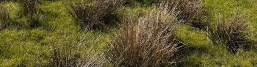 Rushes Website Banner - Narrow Rushes Website Banner - Narrow