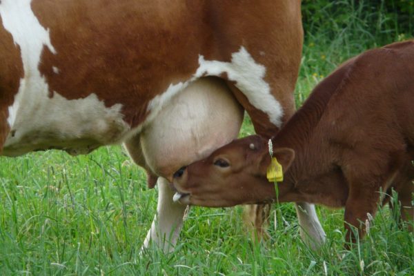 Cow suckling calf in field