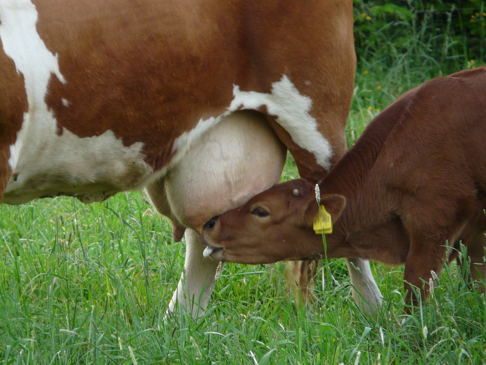 Cow suckling calf in field