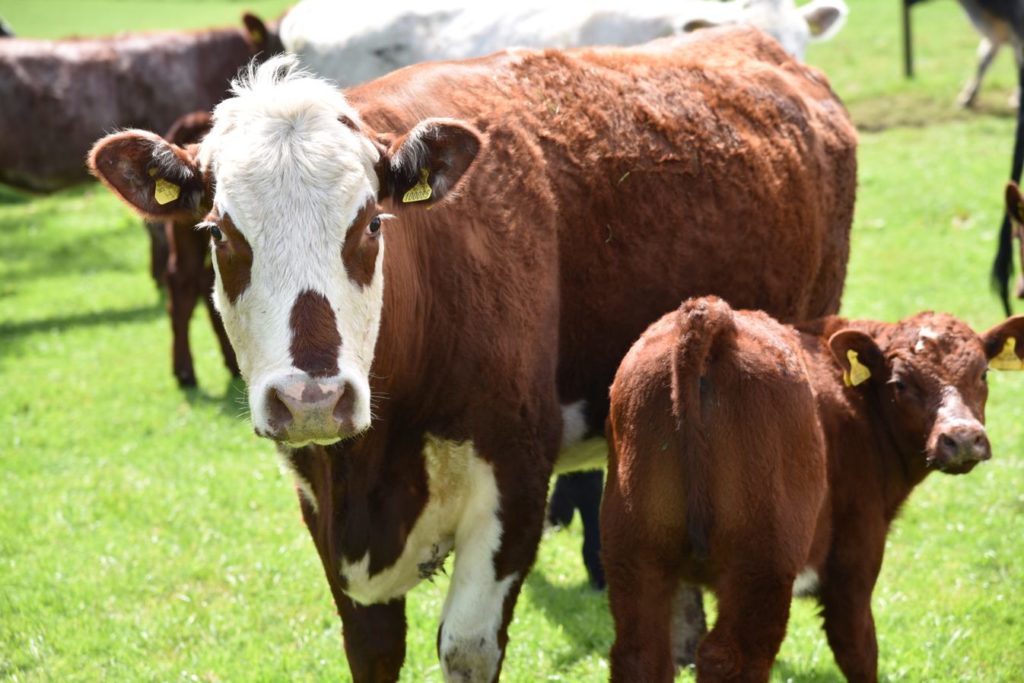 Cow and calf looking at camera