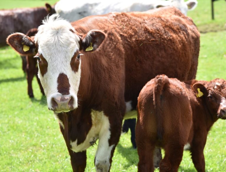 Cow and calf looking at camera