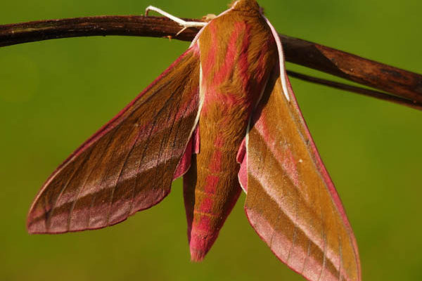 A close up photo of an Elephant Hawk Moth hanging from a thin brown branch. The background is a blurred but bright green colour. The moth is a lovely mix of rusty brown and pink, with white legs. The photo is credited to Helen Bibby