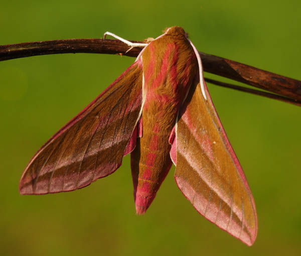 A close up photo of an Elephant Hawk Moth hanging from a thin brown branch. The background is a blurred but bright green colour. The moth is a lovely mix of rusty brown and pink, with white legs. The photo is credited to Helen Bibby
