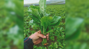 Growing Fodder Beet