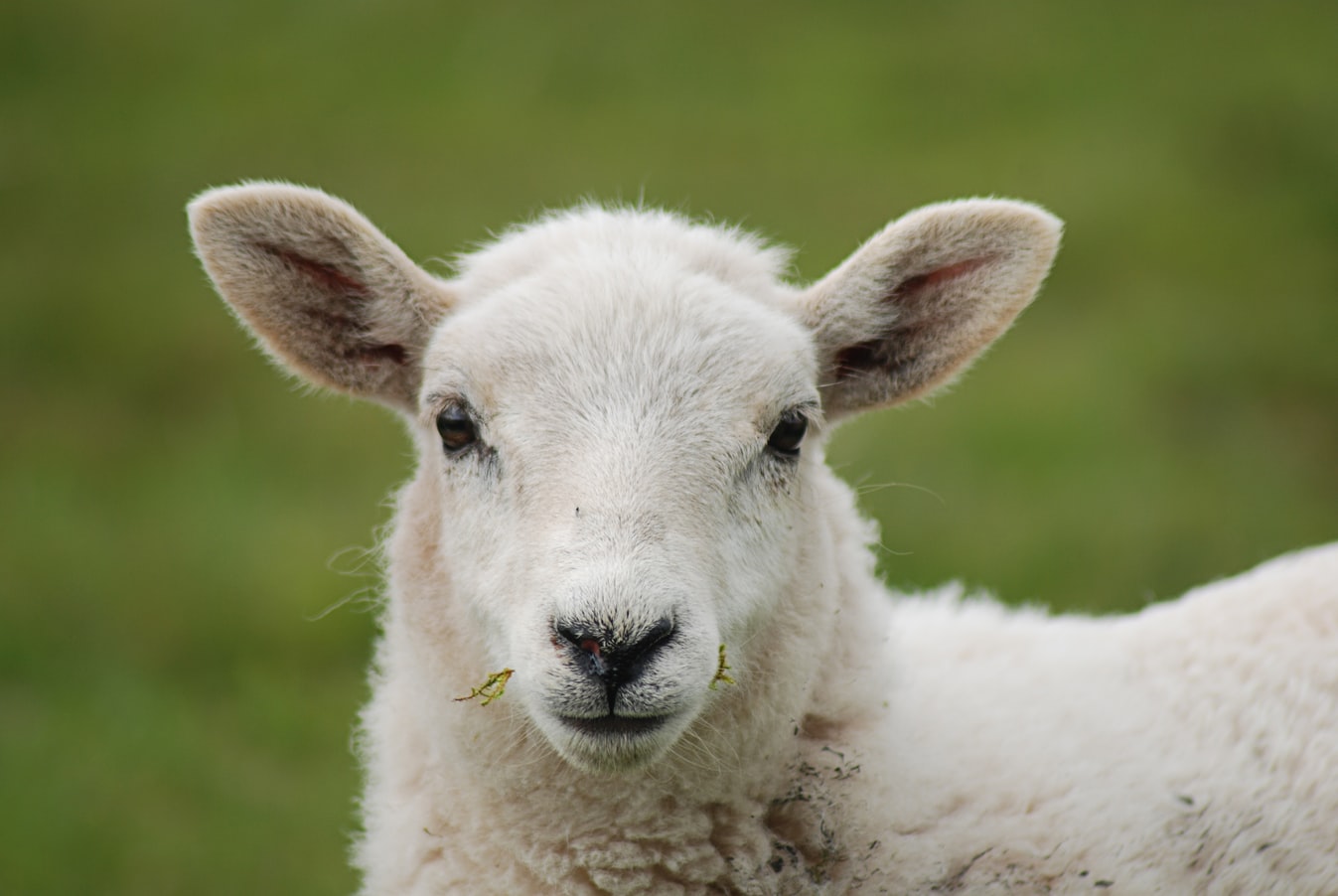 Autumn Lamb Health | Helping farmers in Scotland | Farm Advisory Service