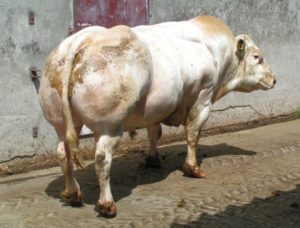 Myostatin bull resized