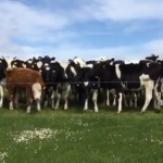 Rotational grazing cattle