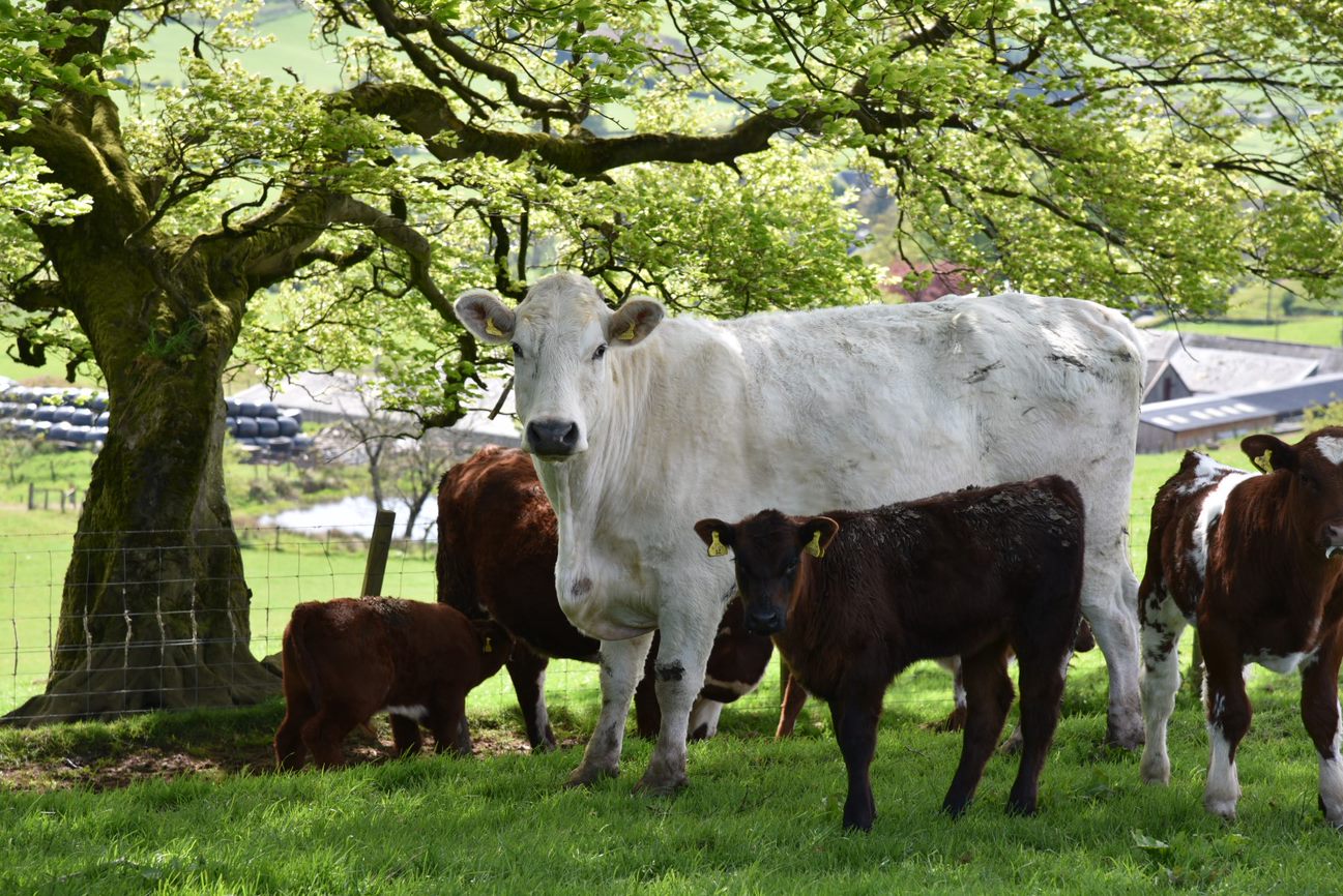 Shorthorn and calves