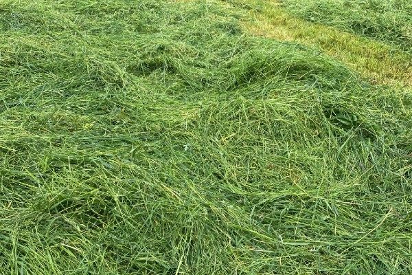 cut silage