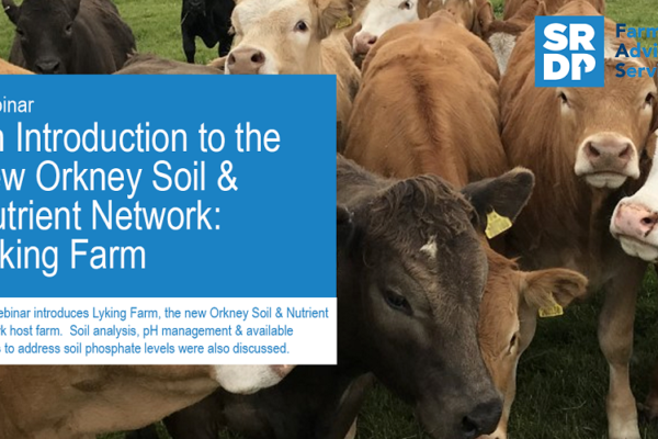 A photo of the title slide from a webinar. There are young beef cattle in the frame with a text box showing the details of the webinar. "Webinar - an introduction to the new Orkney Soil & Nutrient Network: Lyking Farm'.