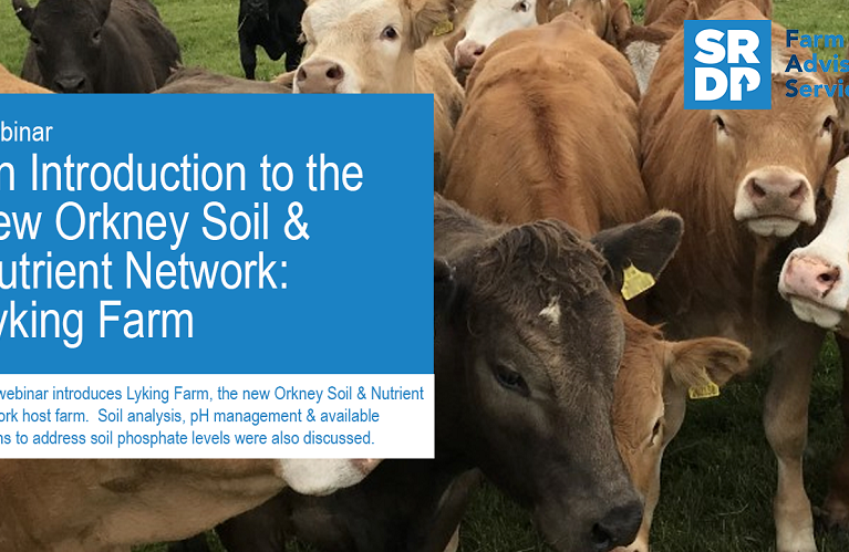 A photo of the title slide from a webinar. There are young beef cattle in the frame with a text box showing the details of the webinar. "Webinar - an introduction to the new Orkney Soil & Nutrient Network: Lyking Farm'.