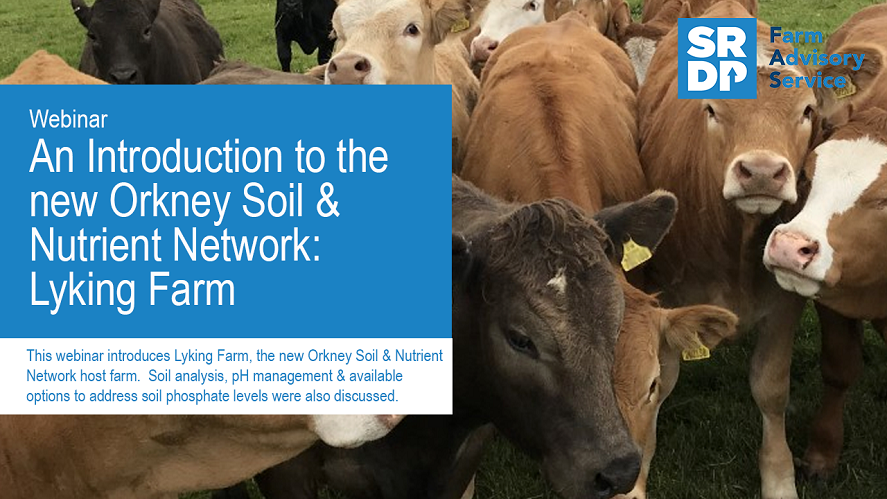 A photo of the title slide from a webinar. There are young beef cattle in the frame with a text box showing the details of the webinar. "Webinar - an introduction to the new Orkney Soil & Nutrient Network: Lyking Farm'.