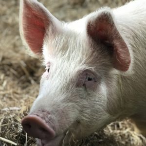 Pig in straw