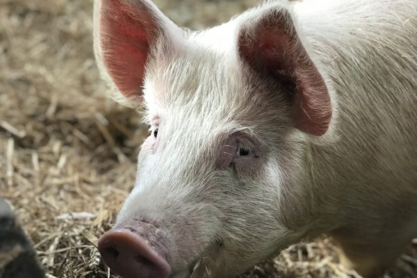 Pig in straw