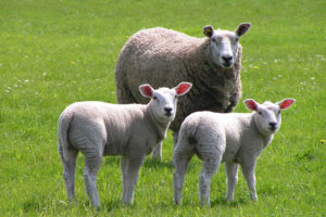 A ewe and two lambs in a grassy field