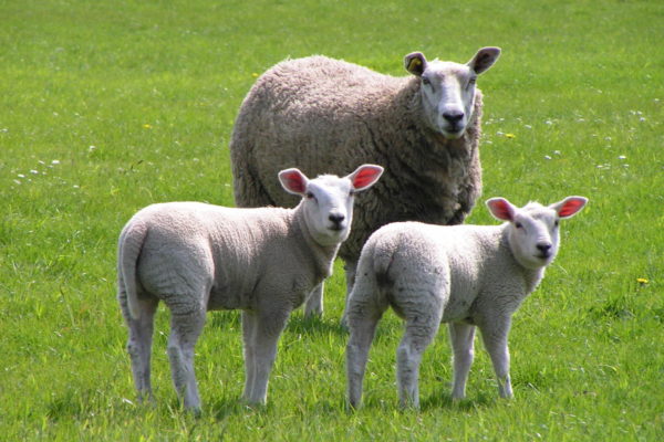 A ewe and two lambs in a grassy field