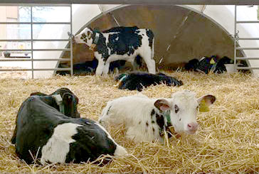 Dairy claves in straw