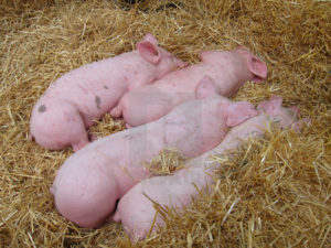 Pigs lying sleeping in straw