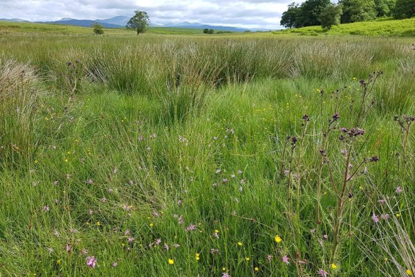 Rushes in a field