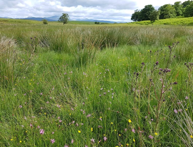 Rushes in a field