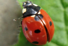 Close up view of a shiny ladybird on the edge of a green leaf