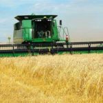 Combining wheat