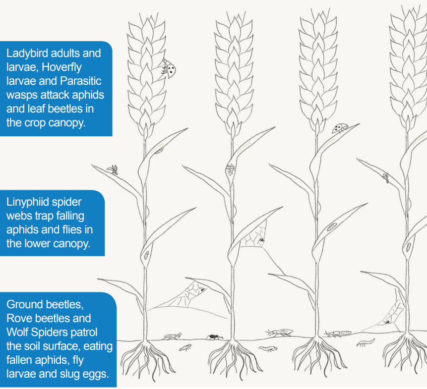 Inforgraphic showing the different tiers within a standing crop in which different insects can be found and what they do there.