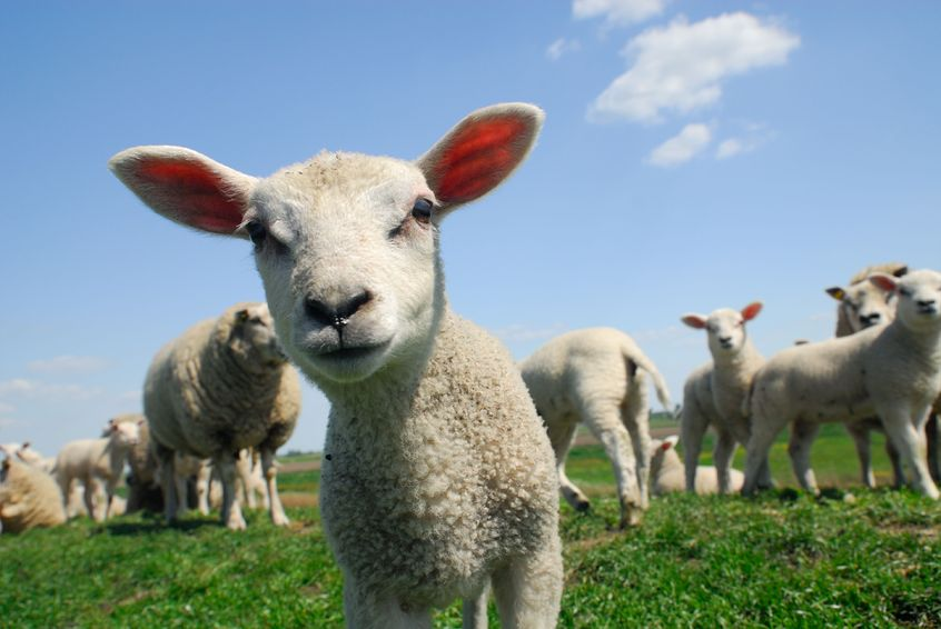 Lambs in a field