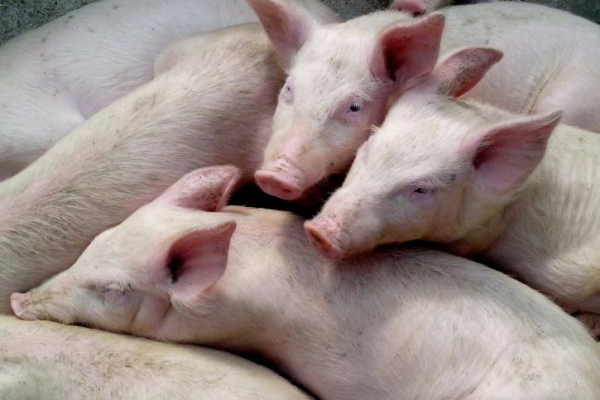 Young pigs standing closely together with their ears upright and alert.