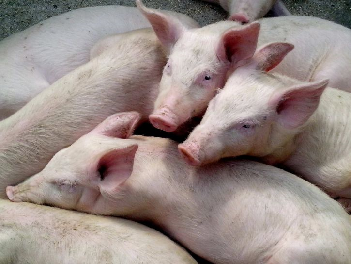 Young pigs standing closely together with their ears upright and alert.