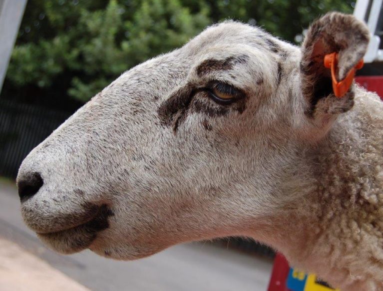Side on view of a ewe's head