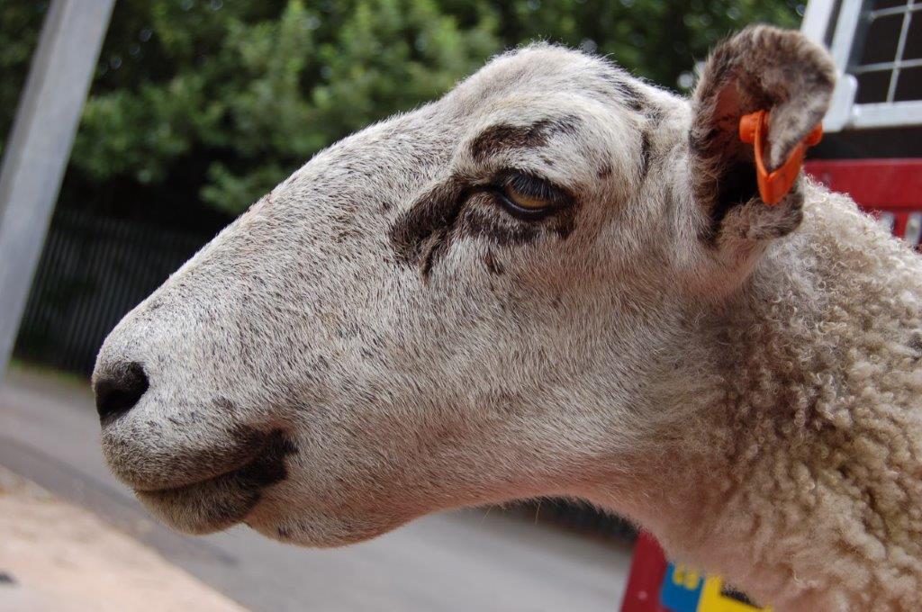 Side on view of a ewe's head