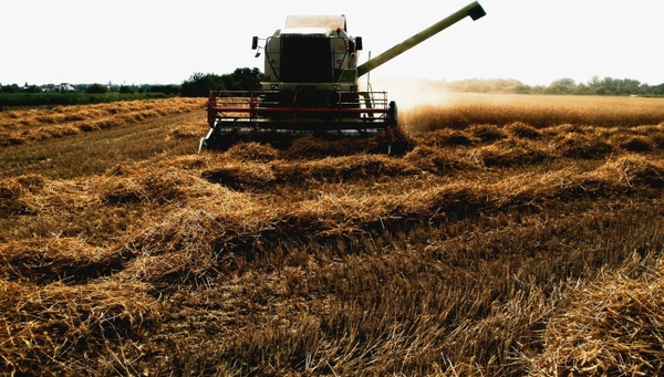 combine harvester in field of crop