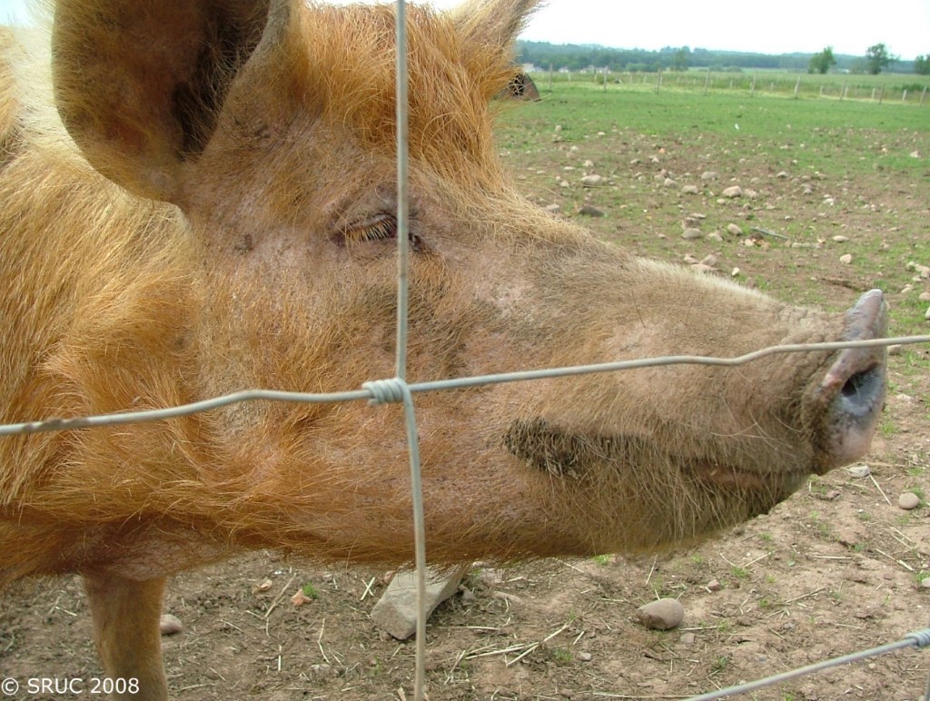 cb lingo pigs cb lingo pigs