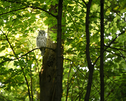 An owl perched on a tree within a dense deciduous forest. The light is shining through the green leafy canopy from behind the owl.