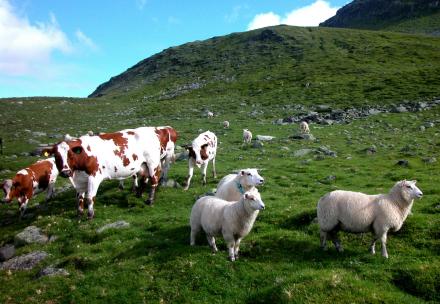 Sheep and cattle sharing a field on a grassy hill