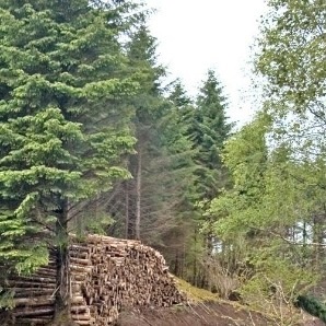 Felled logs stacked in a coniforous forest setting.